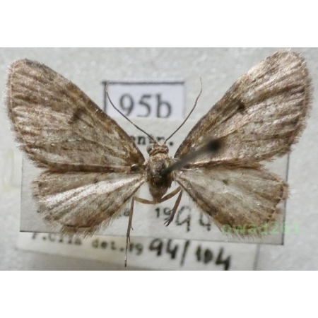 Eupithecia tantillaria Boisduval, 1840 Czech95b